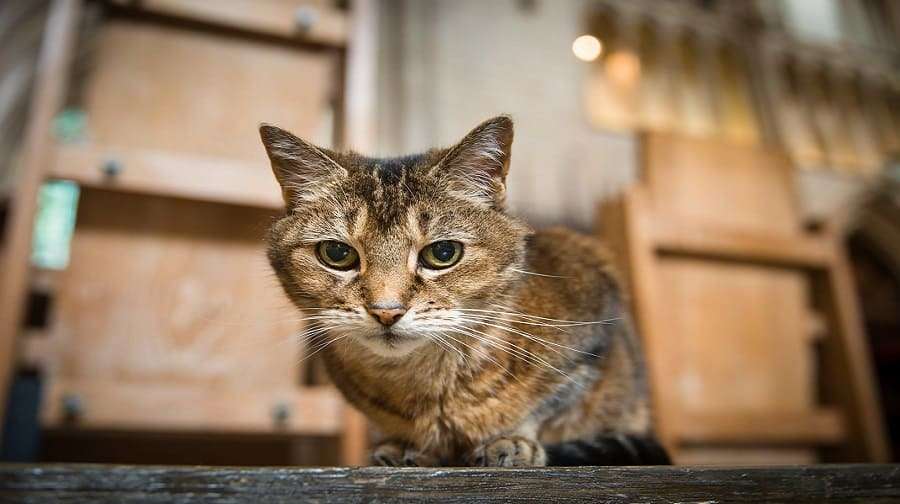 Doorkins the cat has been living at Southwark Cathedral for 11 years - but now has gone into semi-retirement (Image: @DoorkinsM/ Twitter)