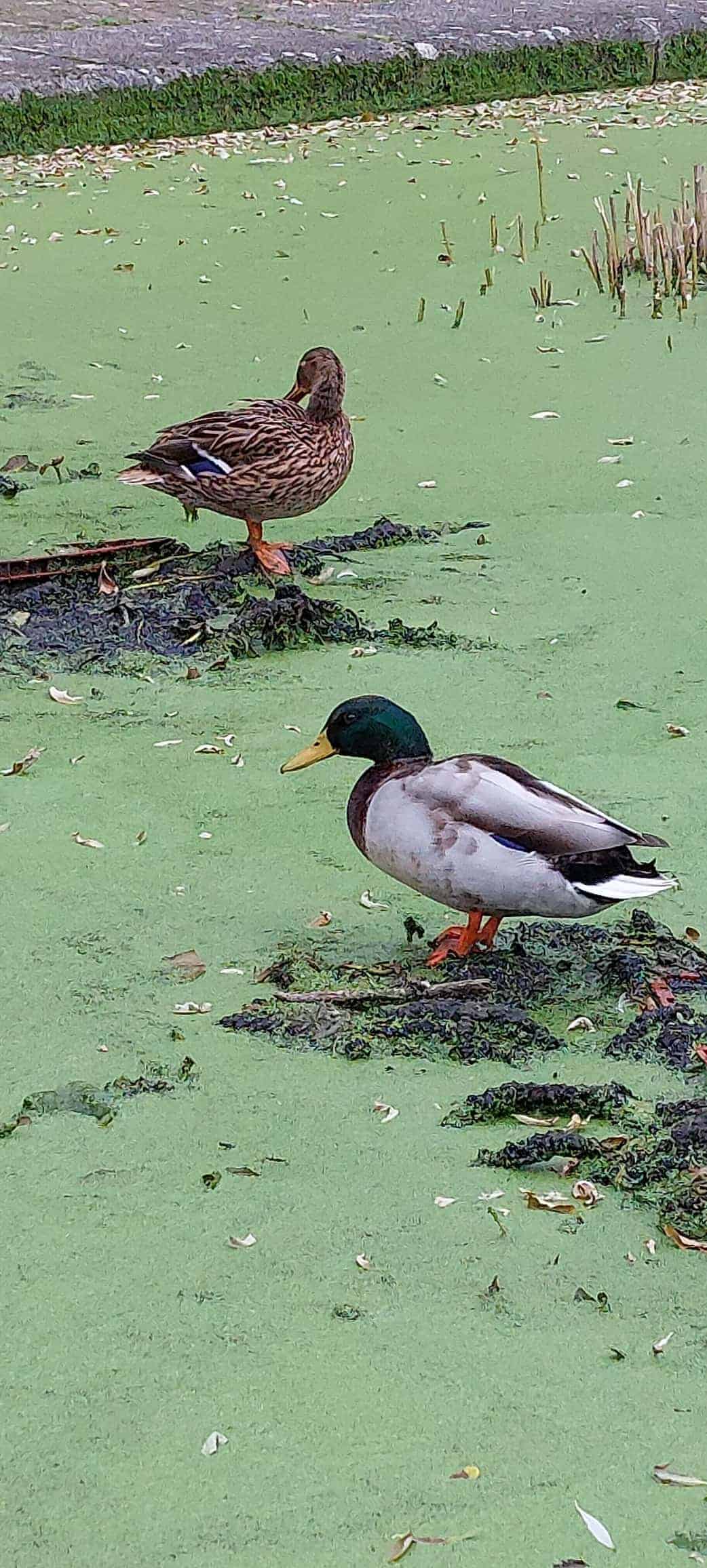 Ducks on the canal