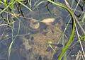 Tadpoles in the garden's pond