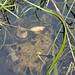 Tadpoles in the garden's pond