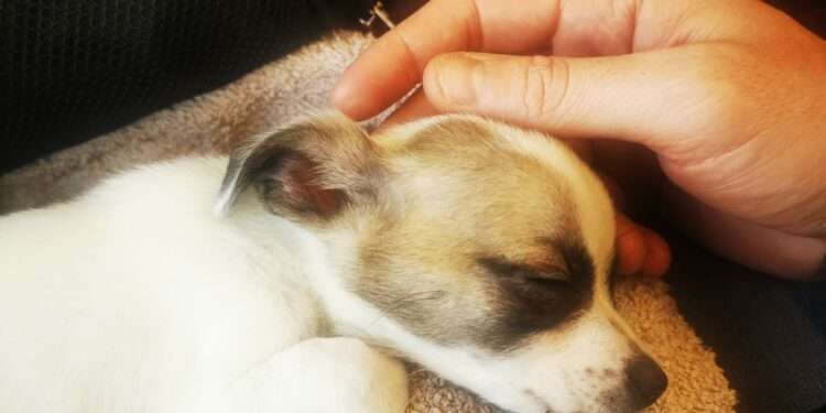 Toco, a Jack Russell-Chihuahua cross, was just 10-months old.