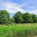 Burgess Park seen from St George's Way, Camberwell. Image: Google