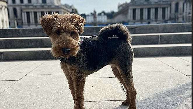 The Old Royal Naval College hosts the Greenwich Dog Show