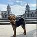 The Old Royal Naval College hosts the Greenwich Dog Show