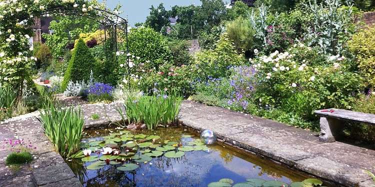 A pond in one of the Dulwich Village gardens