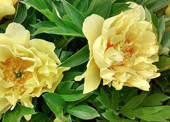 Summer Peony