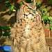 The Great Horned Owl sat atop a bin on the Silverlock Estate