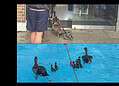 A family of Egyptian geese went into Brockwell Lido for a swim, as families say they are the "only children" allowed to swim there.