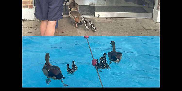 A family of Egyptian geese went into Brockwell Lido for a swim, as families say they are the "only children" allowed to swim there.