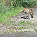 Fox and magpie being friends