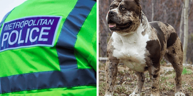 (1) A Met Police stock image (left) and (2) An XL Bully dog (right)