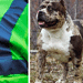 (1) A Met Police stock image (left) and (2) An XL Bully dog (right)