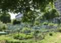 Allotments on the Southampton Way Estate