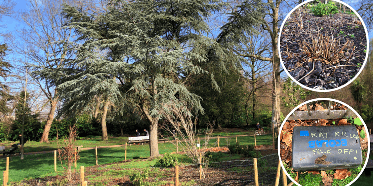 Vandals have hit Peckham Rye Park destroying bushes and scrawling graffiti