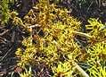 Witch hazel