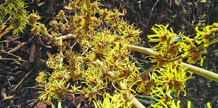 Witch hazel