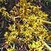 Witch hazel