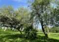 Trees in Brockwell Park have been earmarked for the chop. Credit: Richard Quinlan