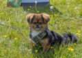 Scruffts Family Crossbreed of the Year competition. Hylands Park, Chelmsford. 5th May 2024. Sponsor James Wellbeloved.